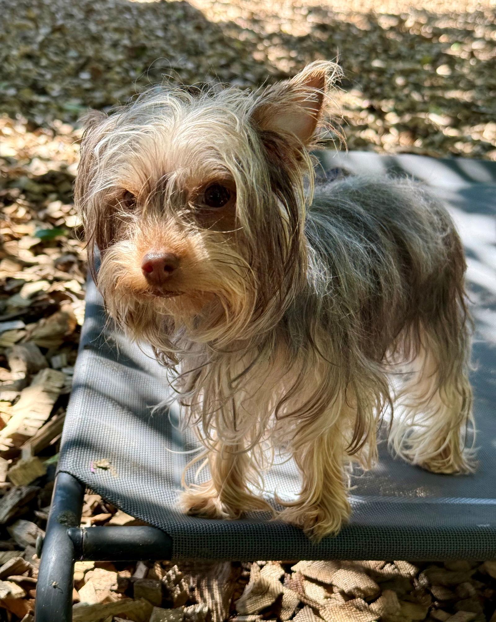 48934 & 48935 - Cinnamon & Cuddles, Adopted, Puppy Female Yorkshire Terrier.