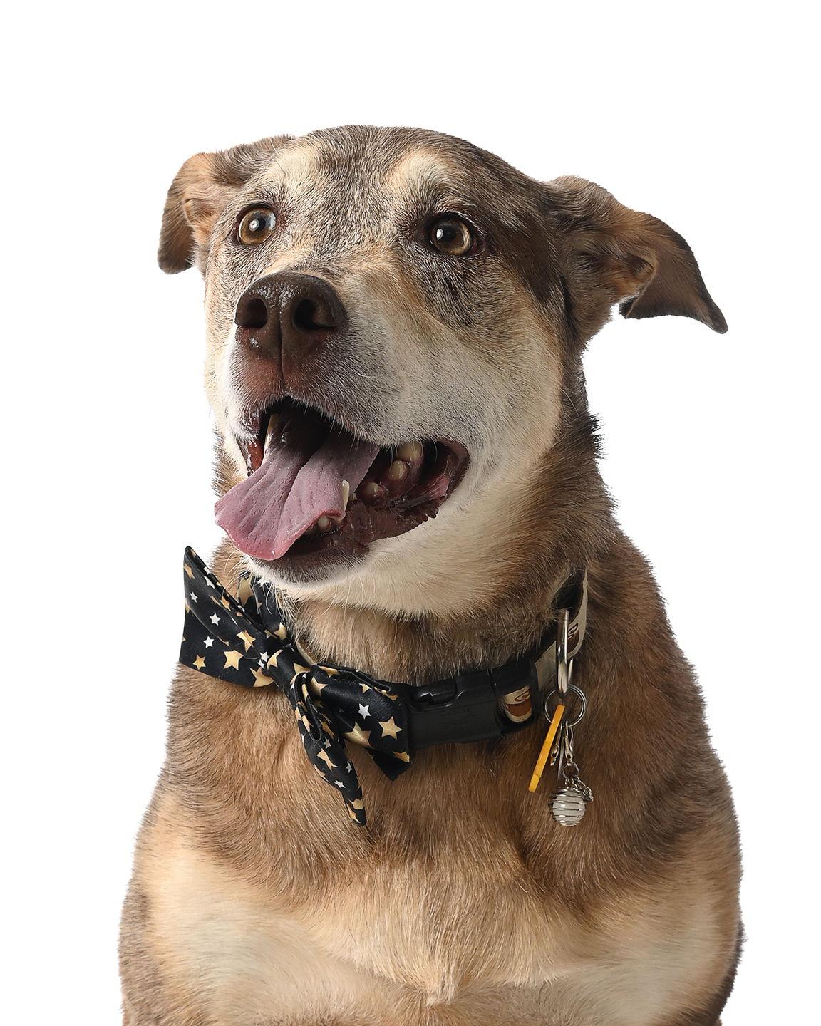 Kishi, a Adoptable Australian Cattle Dog / Blue Heeler in Salt Lake City, UT image 2/3