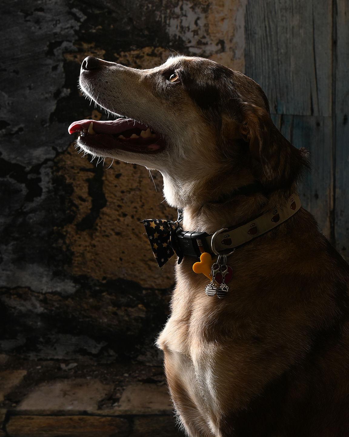 Kishi, a Adoptable Australian Cattle Dog / Blue Heeler in Salt Lake City, UT image 3/3