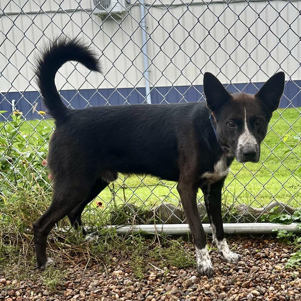 Enlarge Zeke, a Adoptable mixed breed in Chariton, IA image 1/2