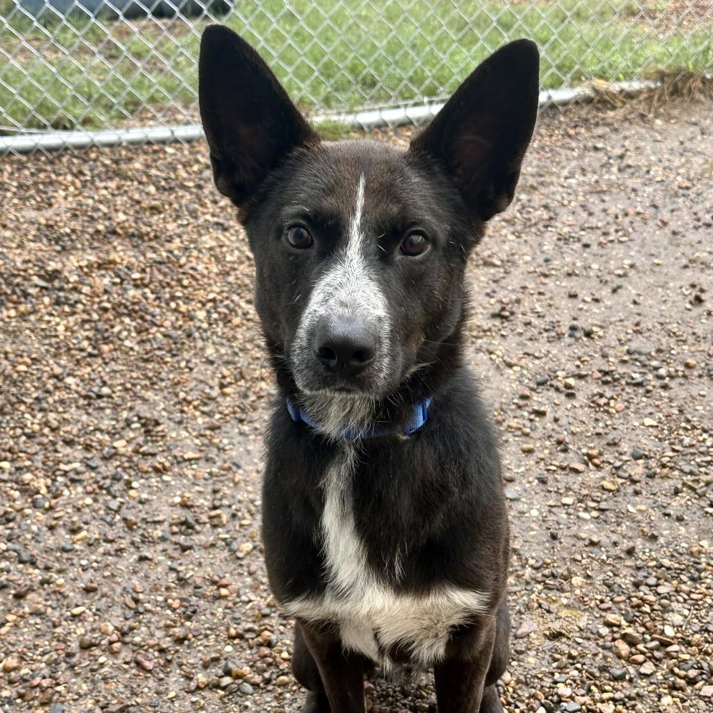 Enlarge Zeke, a Adoptable mixed breed in Chariton, IA image 2/2
