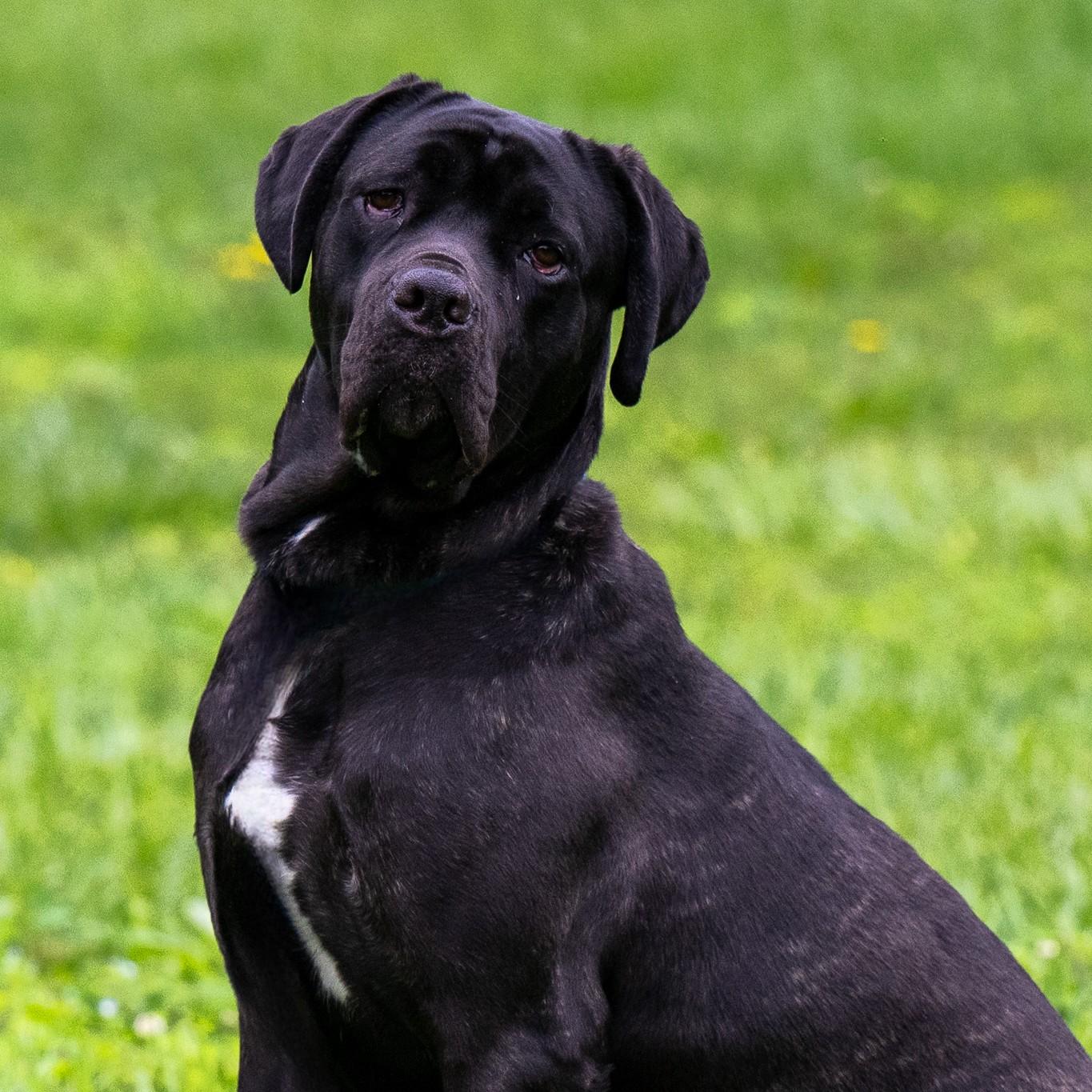 Enlarge Ghost, a Adoptable Cane Corso in Phoenixville, PA image 4/6