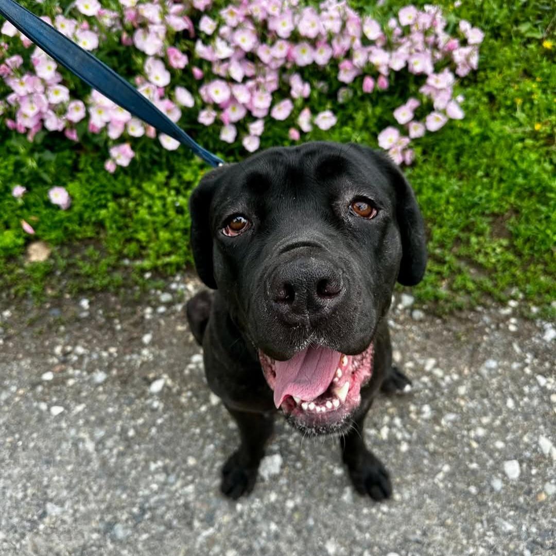 Enlarge Ghost, a Adoptable Cane Corso in Phoenixville, PA image 6/6