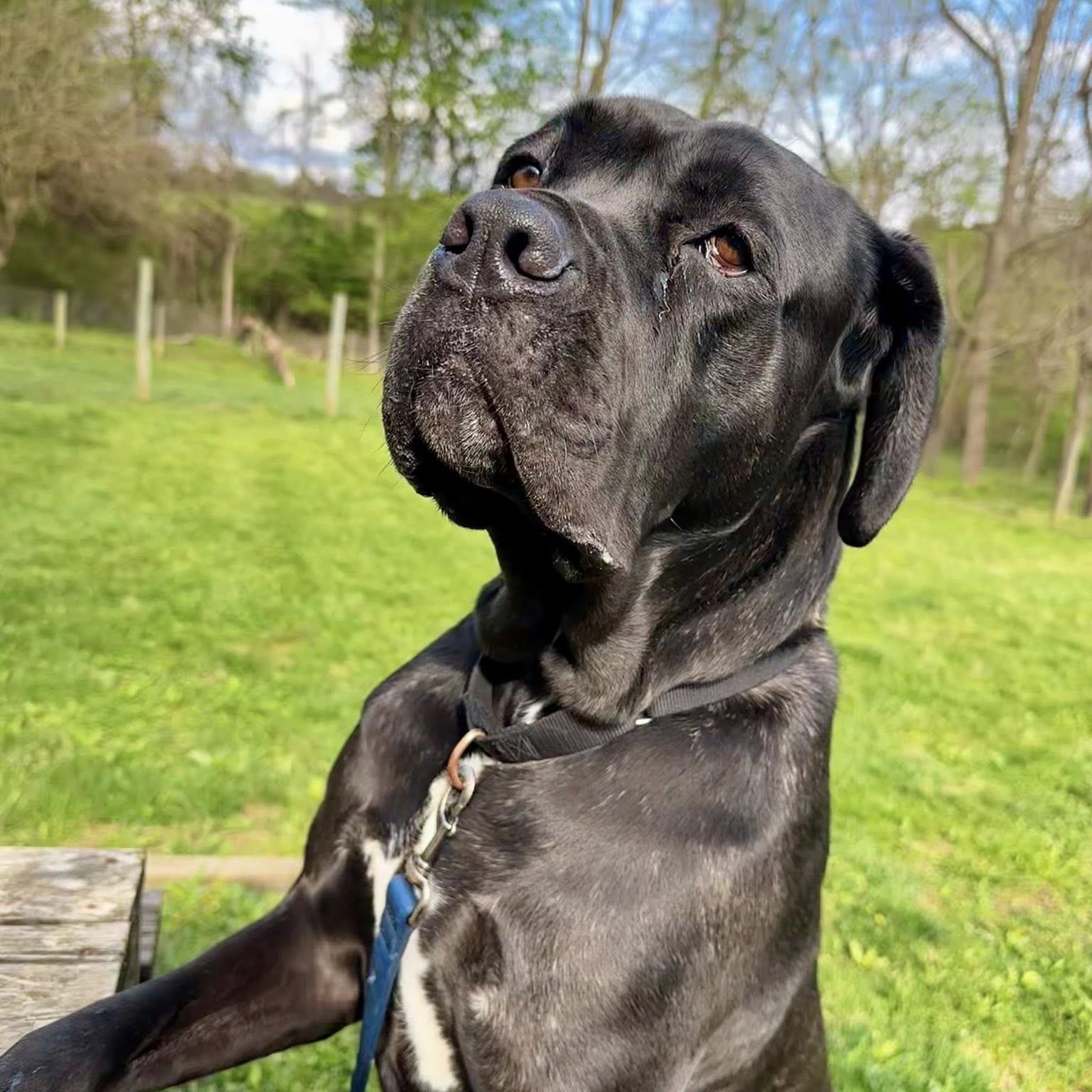 Ghost, Adoptable, Young Male Cane Corso.