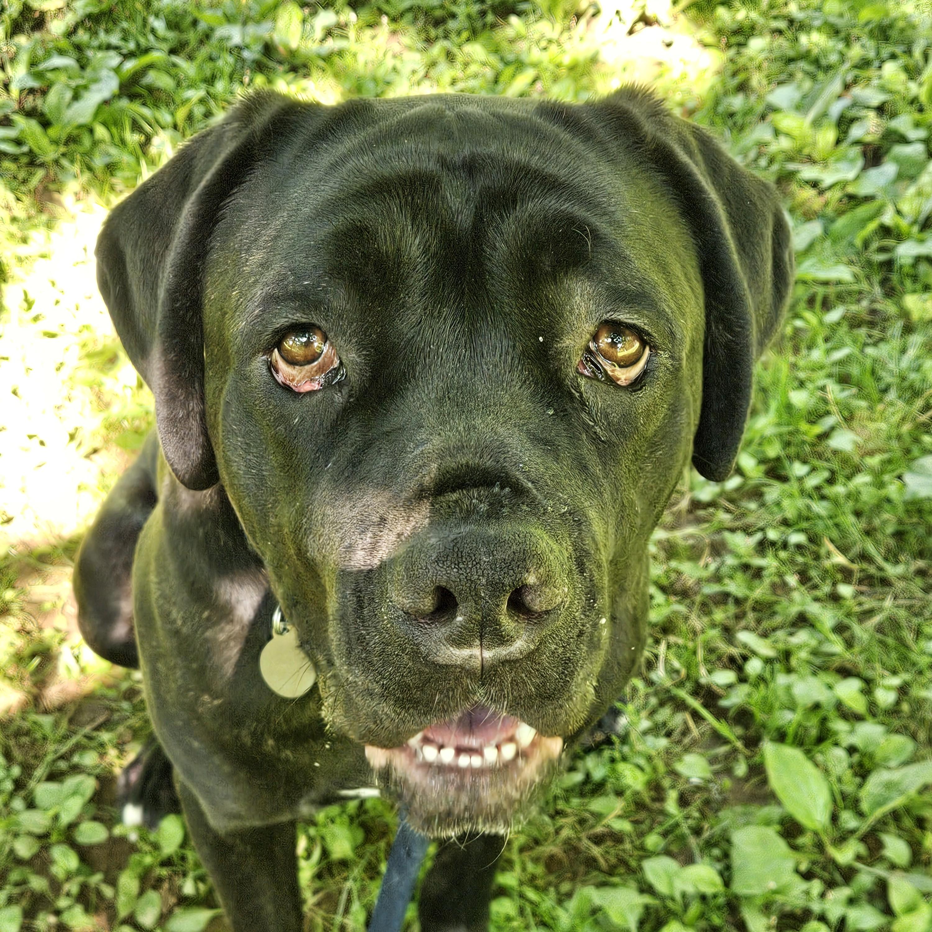 Enlarge Ghost, a Adoptable Cane Corso in Phoenixville, PA image 3/6