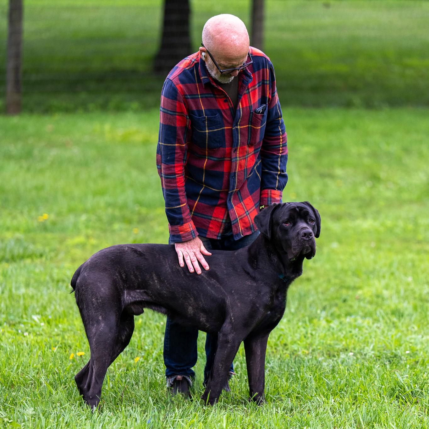 Enlarge Ghost, a Adoptable Cane Corso in Phoenixville, PA image 5/6