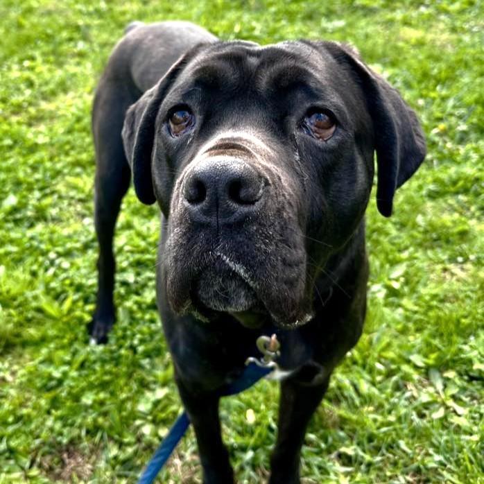 Enlarge Ghost, a Adoptable Cane Corso in Phoenixville, PA image 2/6