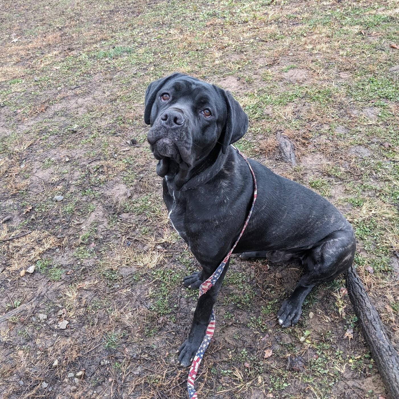Enlarge Ghost, a Adoptable Cane Corso in Phoenixville, PA image 2/6