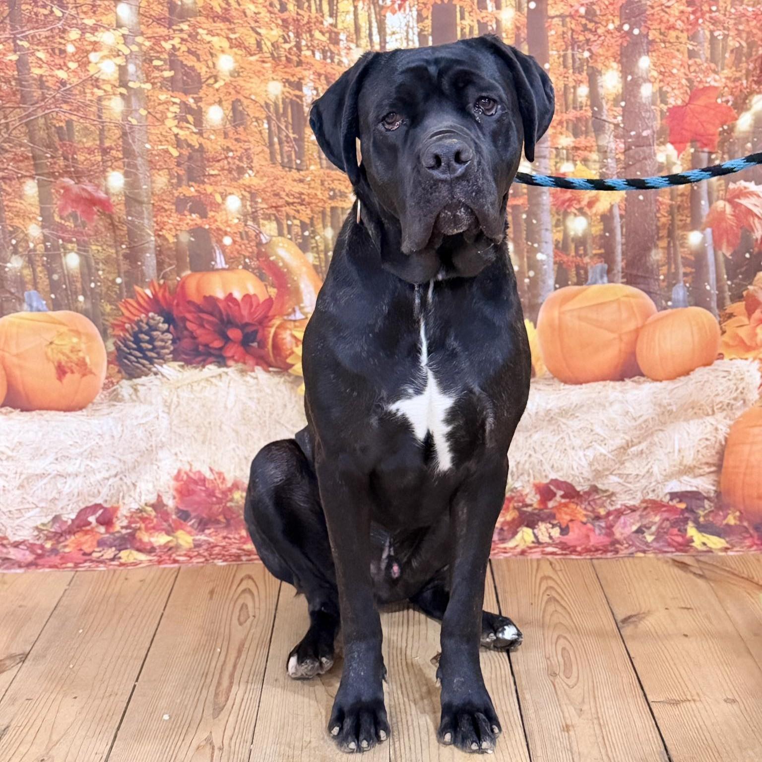 Enlarge Ghost, a Adoptable Cane Corso in Phoenixville, PA image 1/6