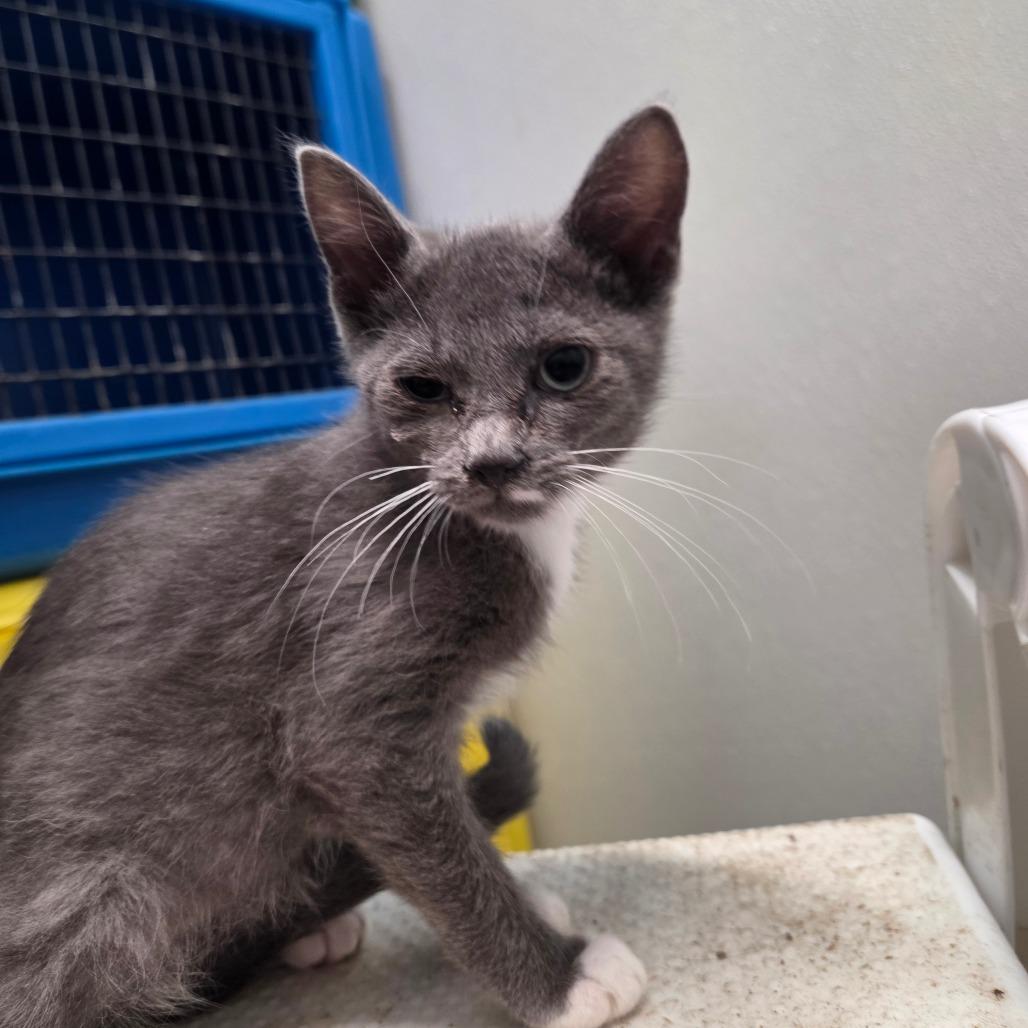 Ivy, Adoptable, Kitten Female Domestic Medium Hair.