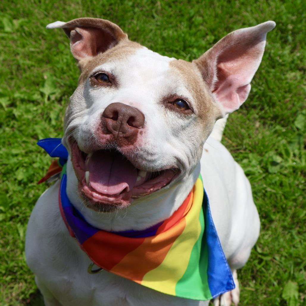 Foxy, Adoptable, Senior Female Terrier.