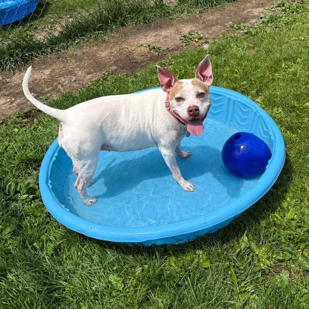 Enlarge Foxy, a Adoptable mixed breed in Brookfield, WI image 2/6