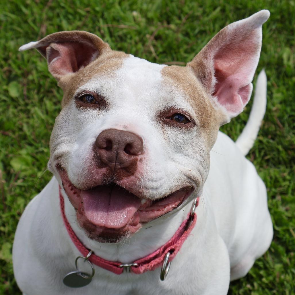 Enlarge Foxy, a Adoptable mixed breed in Brookfield, WI image 3/6