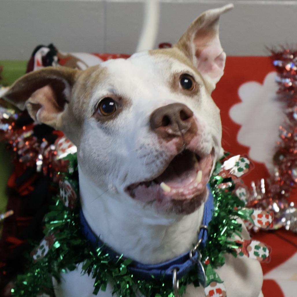 Enlarge Foxy, a Adoptable mixed breed in Brookfield, WI image 4/6