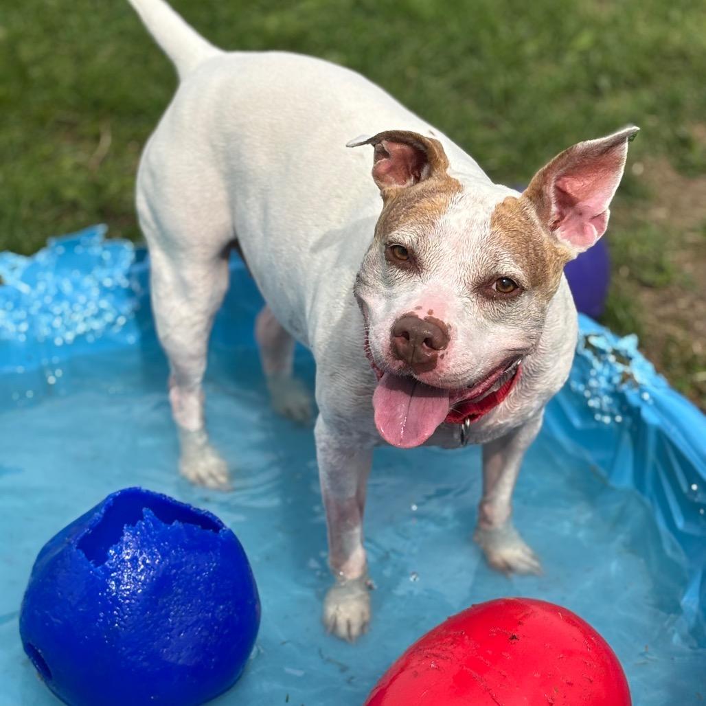 Enlarge Foxy, a Adoptable mixed breed in Brookfield, WI image 5/6