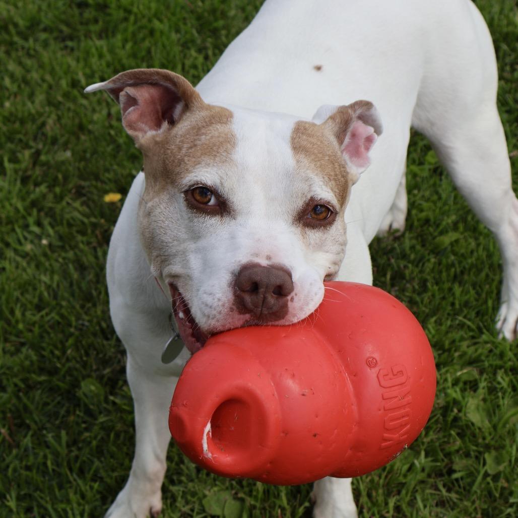 Enlarge Foxy, a Adoptable mixed breed in Brookfield, WI image 6/6