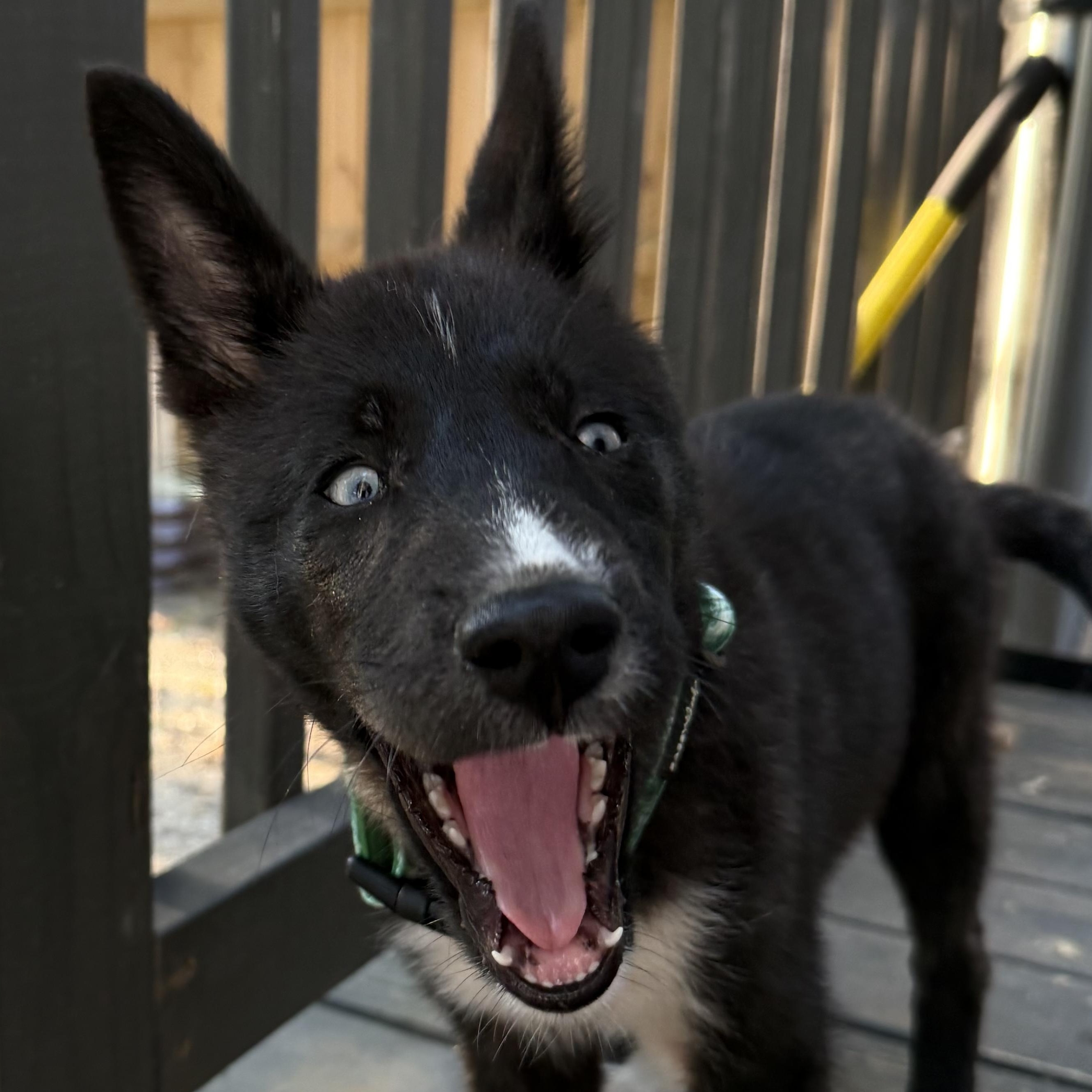 Enlarge Dollywood, a Adoptable mixed breed in Richmond, VA image 4/6