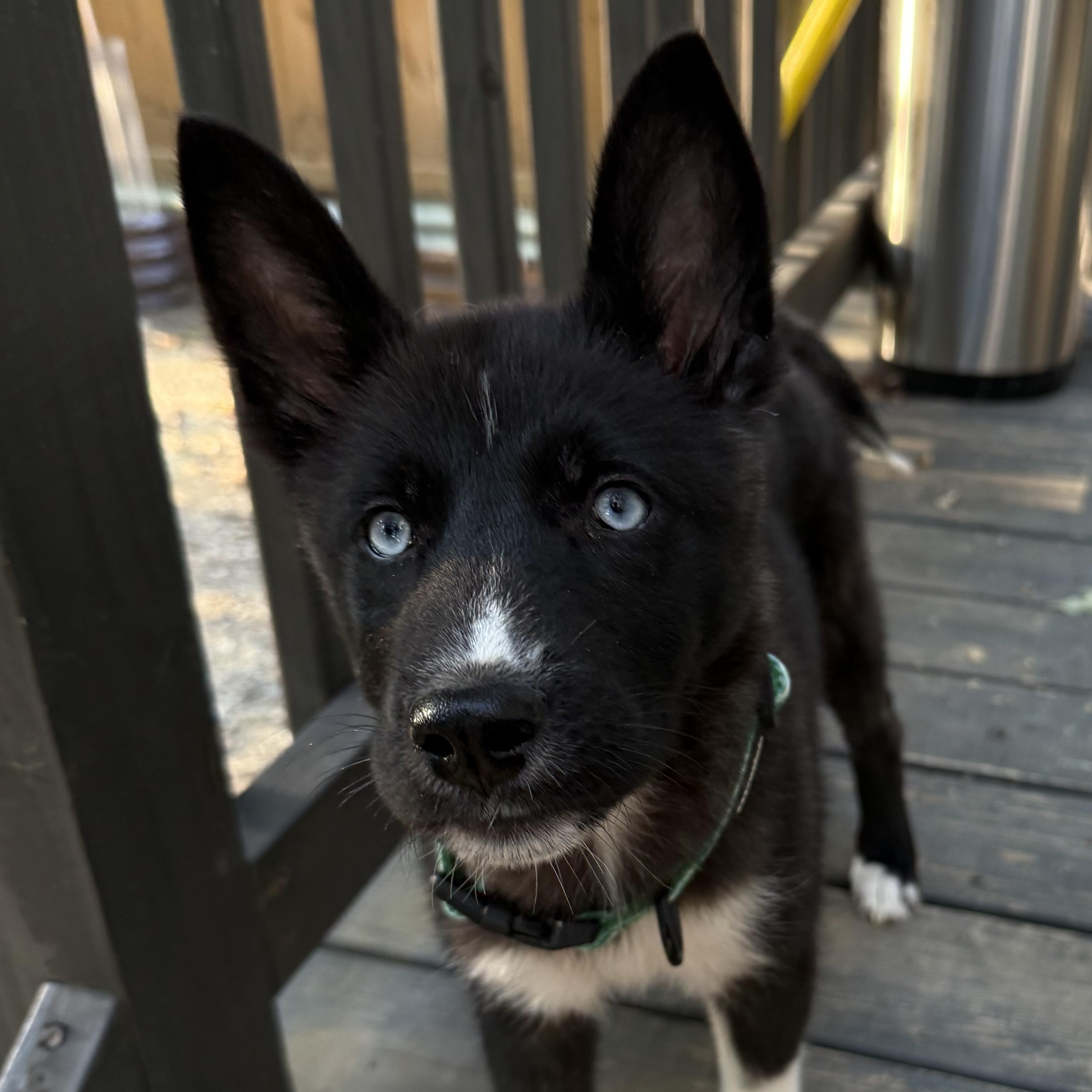 Enlarge Dollywood, a Adoptable mixed breed in Richmond, VA image 6/6