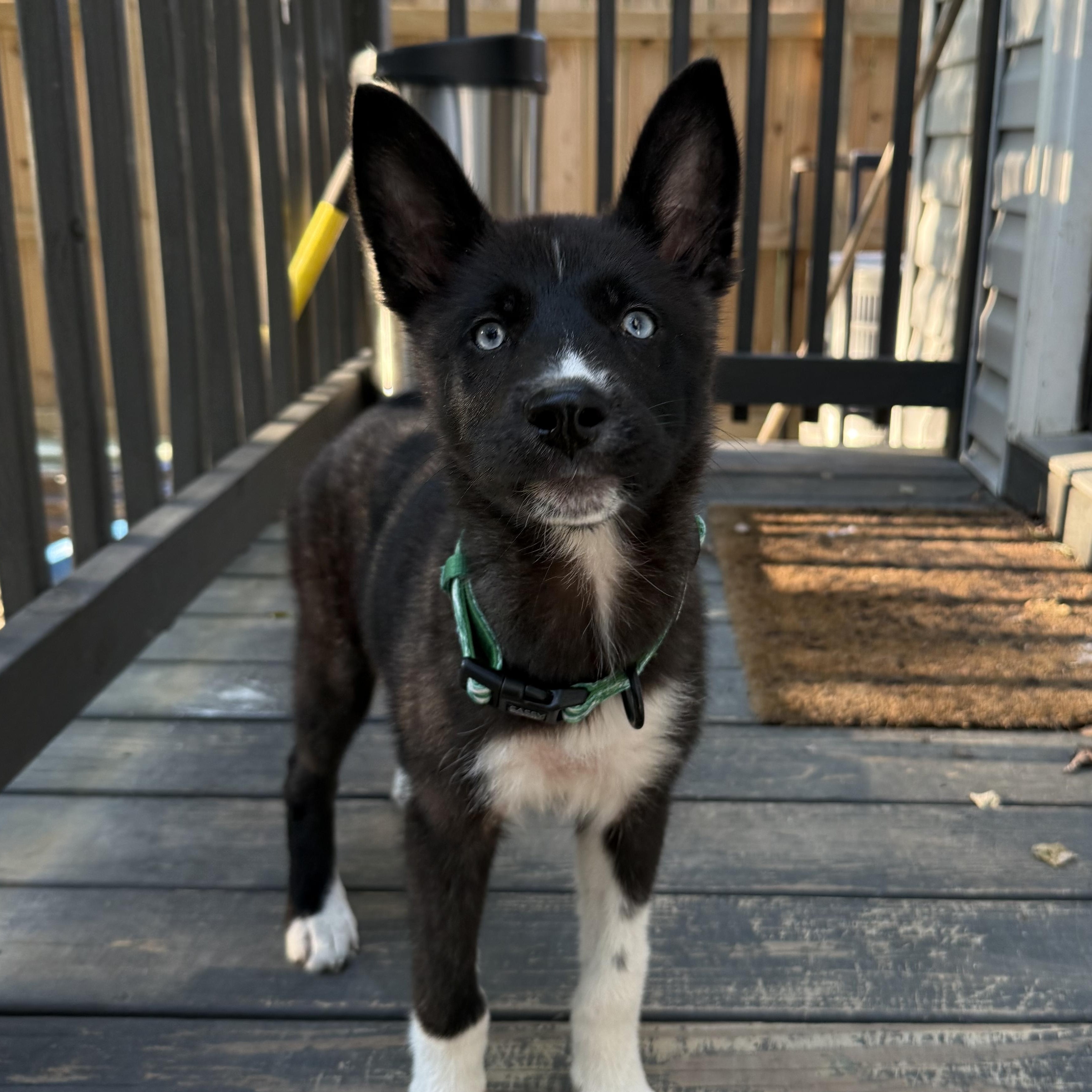 Dollywood, Adoptable, Puppy Female Husky & Akita.