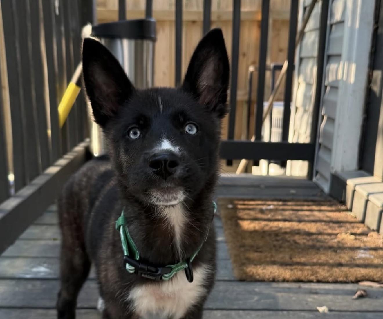 Enlarge Dollywood, a Adoptable mixed breed in Richmond, VA image 2/6