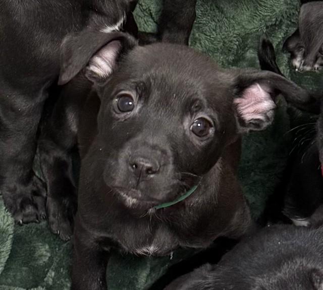 LIV, Adoptable, Puppy Female Labrador Retriever & Mixed Breed.