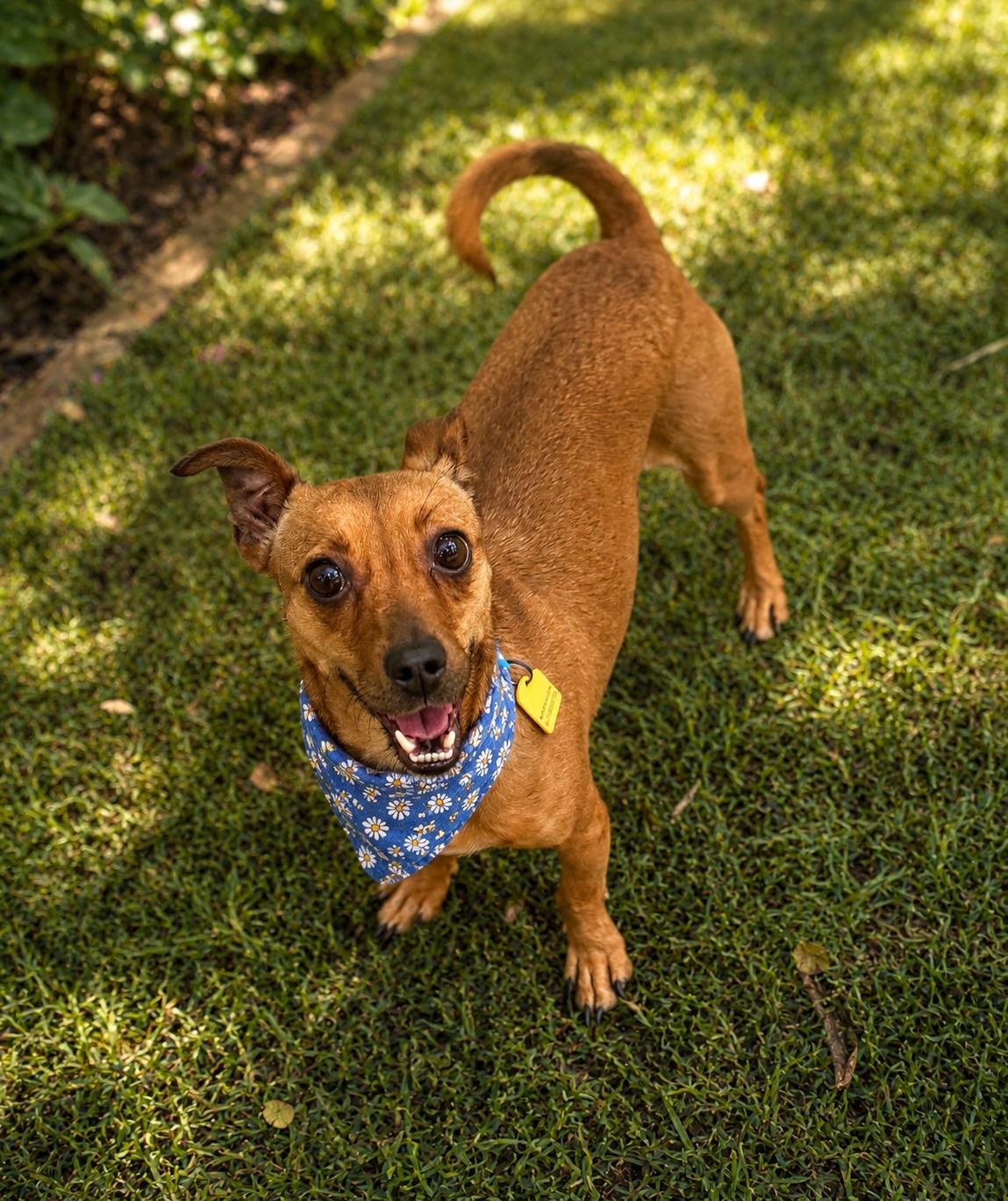 Nim, a ADOPTABLE mixed breed in Phoenix, AZ image 2/2