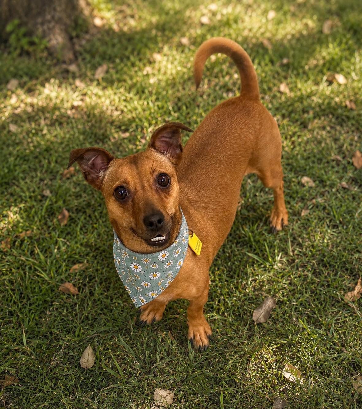 Nim, ADOPTABLE, Adult Male Dachshund & Chihuahua.