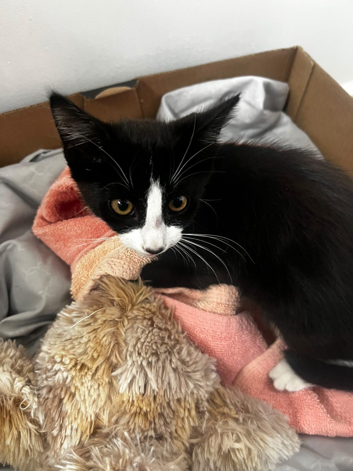 Kitty, adopted, Kitten Female Domestic Short Hair.