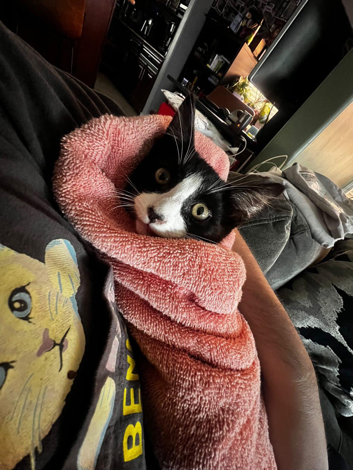 Kitty, an adopted Domestic Short Hair in El Monte, CA image 2/4