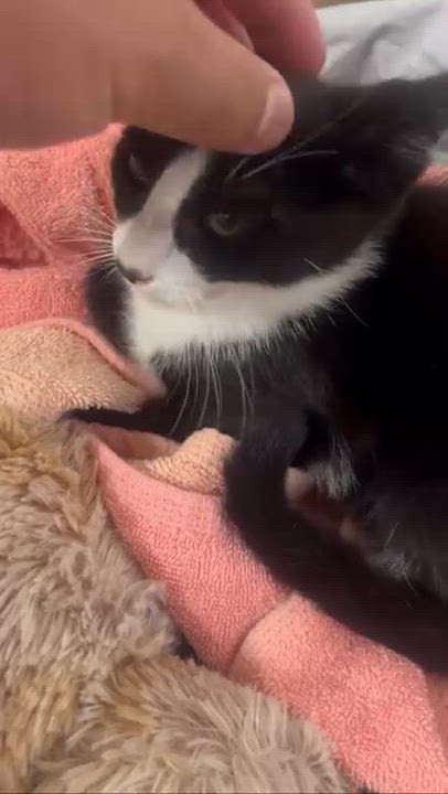 Enlarge Kitty, an adopted Domestic Short Hair in El Monte, CA video 4/4