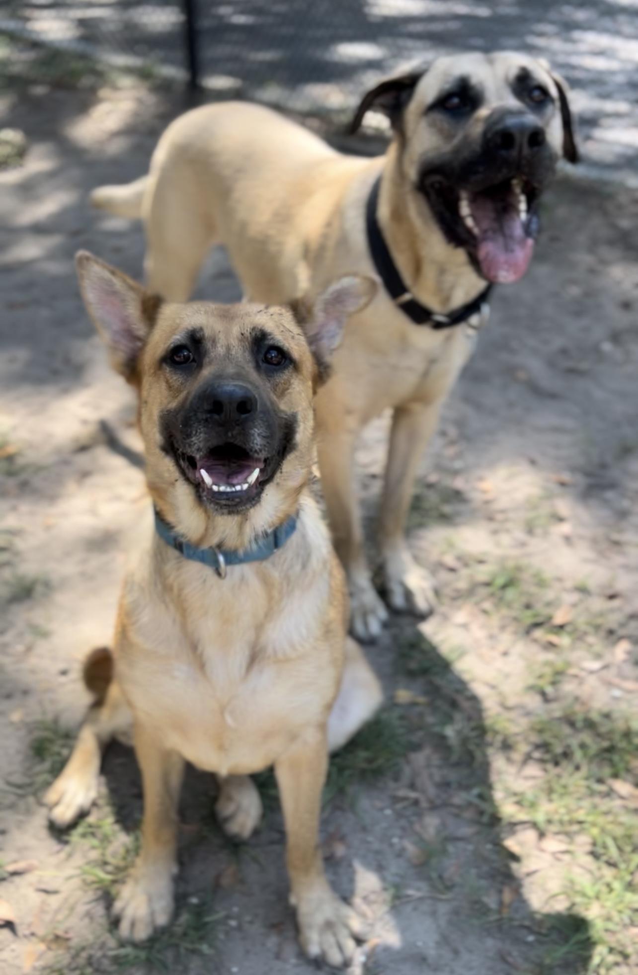 Enlarge Bowser, a Adoptable Mixed Breed in Charleston, SC image 3/5