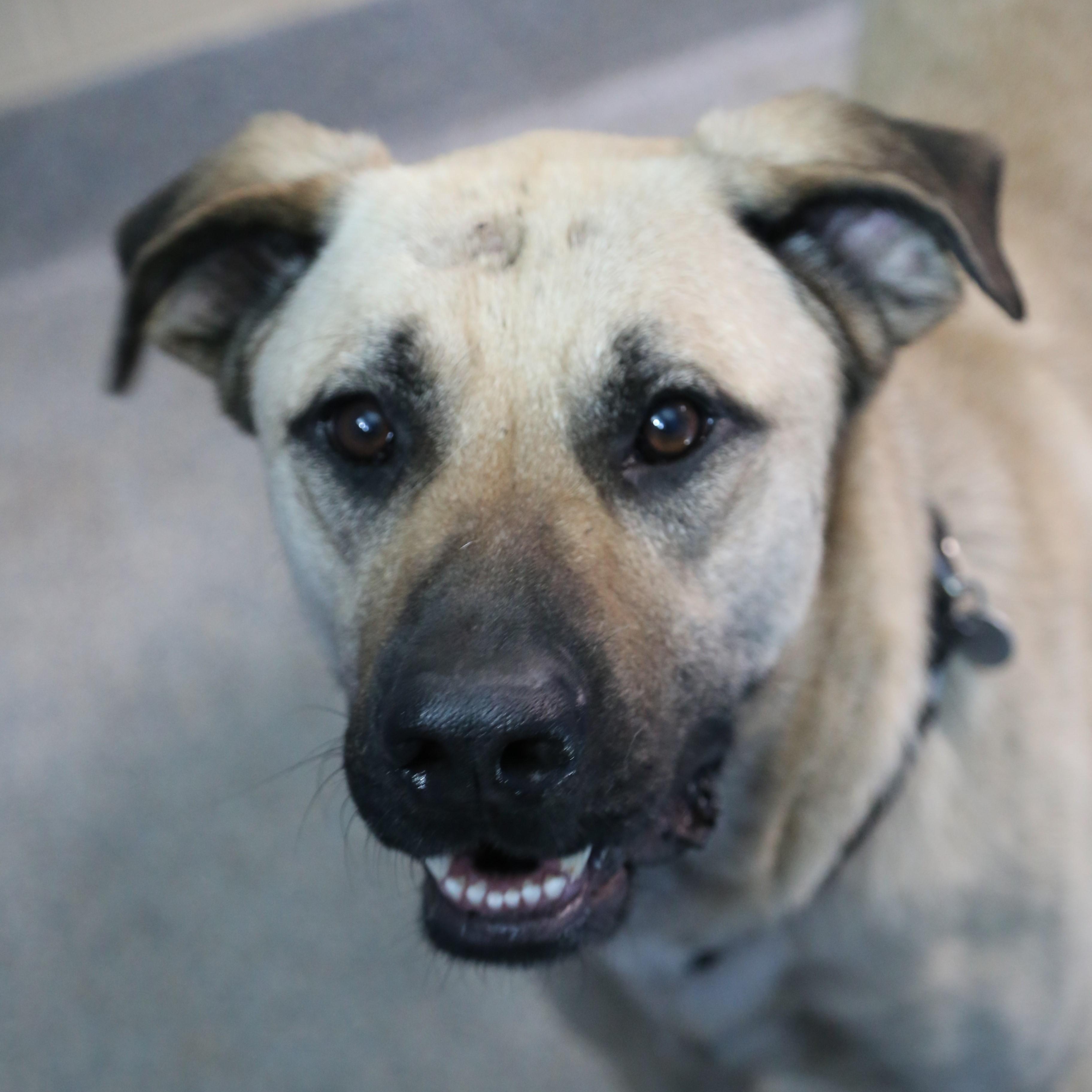 Bowser, Adoptable, Adult Male Mixed Breed.