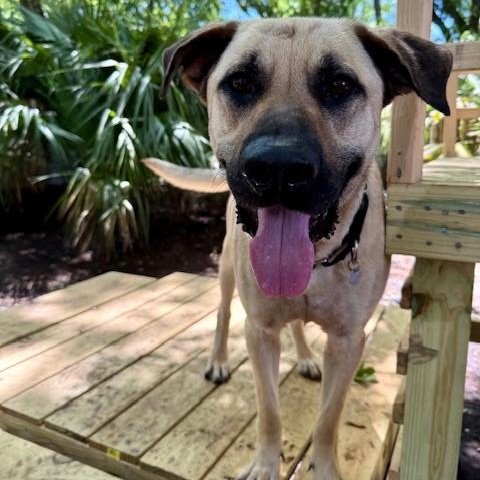 Enlarge Bowser, a Adoptable Mixed Breed in Charleston, SC image 4/5