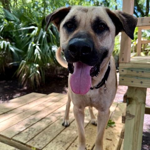 Enlarge Bowser, a Adoptable Mixed Breed in Charleston, SC image 2/5