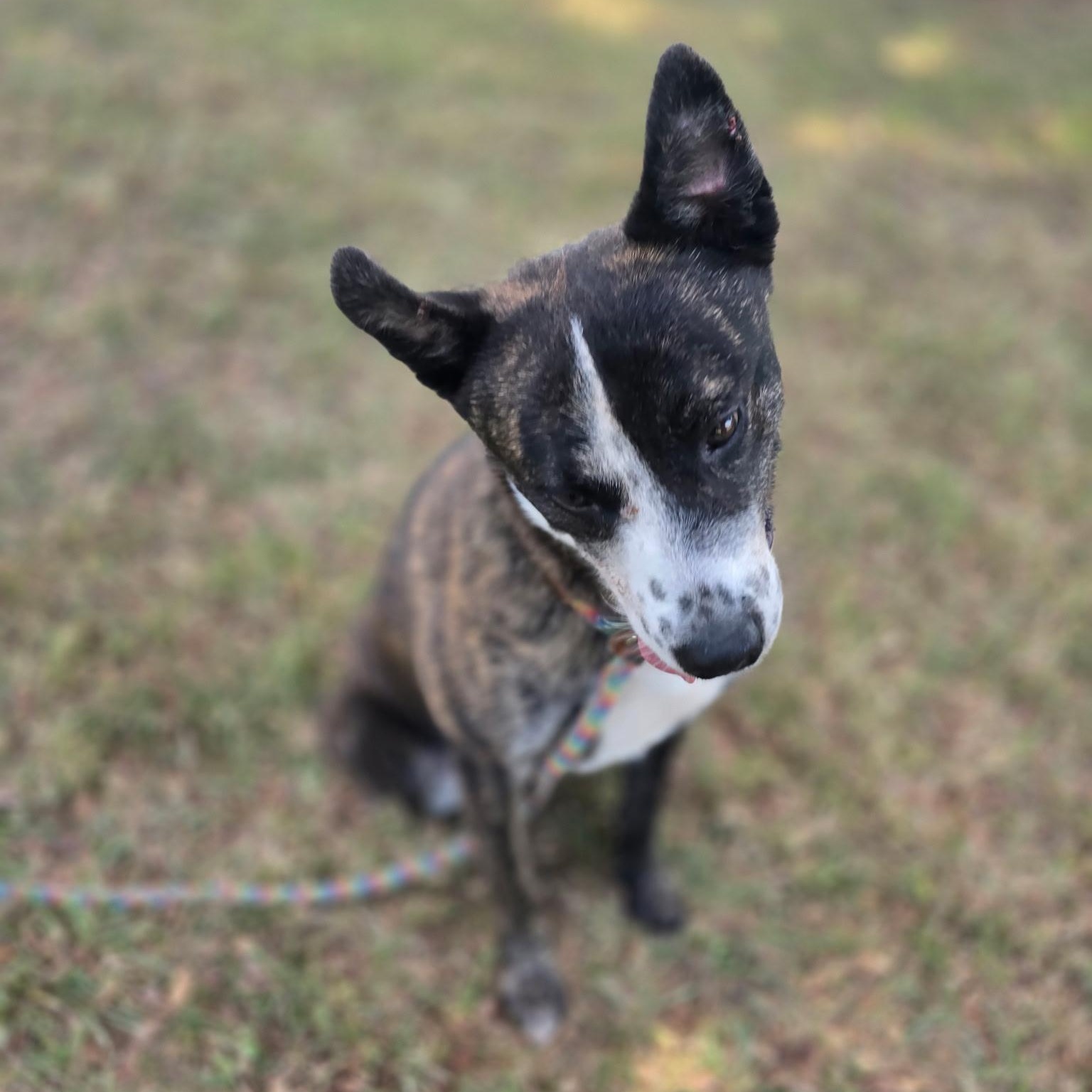 Vincent — thumbnail 4