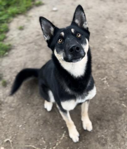 Enlarge Freya — URGENT! LONGTIME RESIDENT!, a ADOPTABLE mixed breed in Thousand Oaks, CA image 1/1