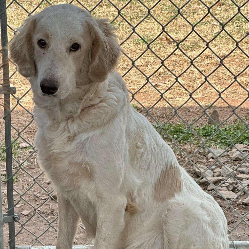 Primrose *adoption pending*, Adoptable, Adult Female Great Pyrenees.