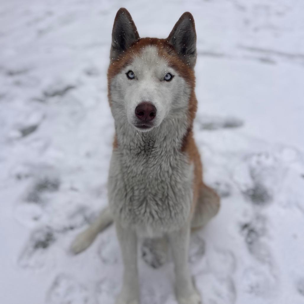 Duke, Adoptable, Adult Male Husky.