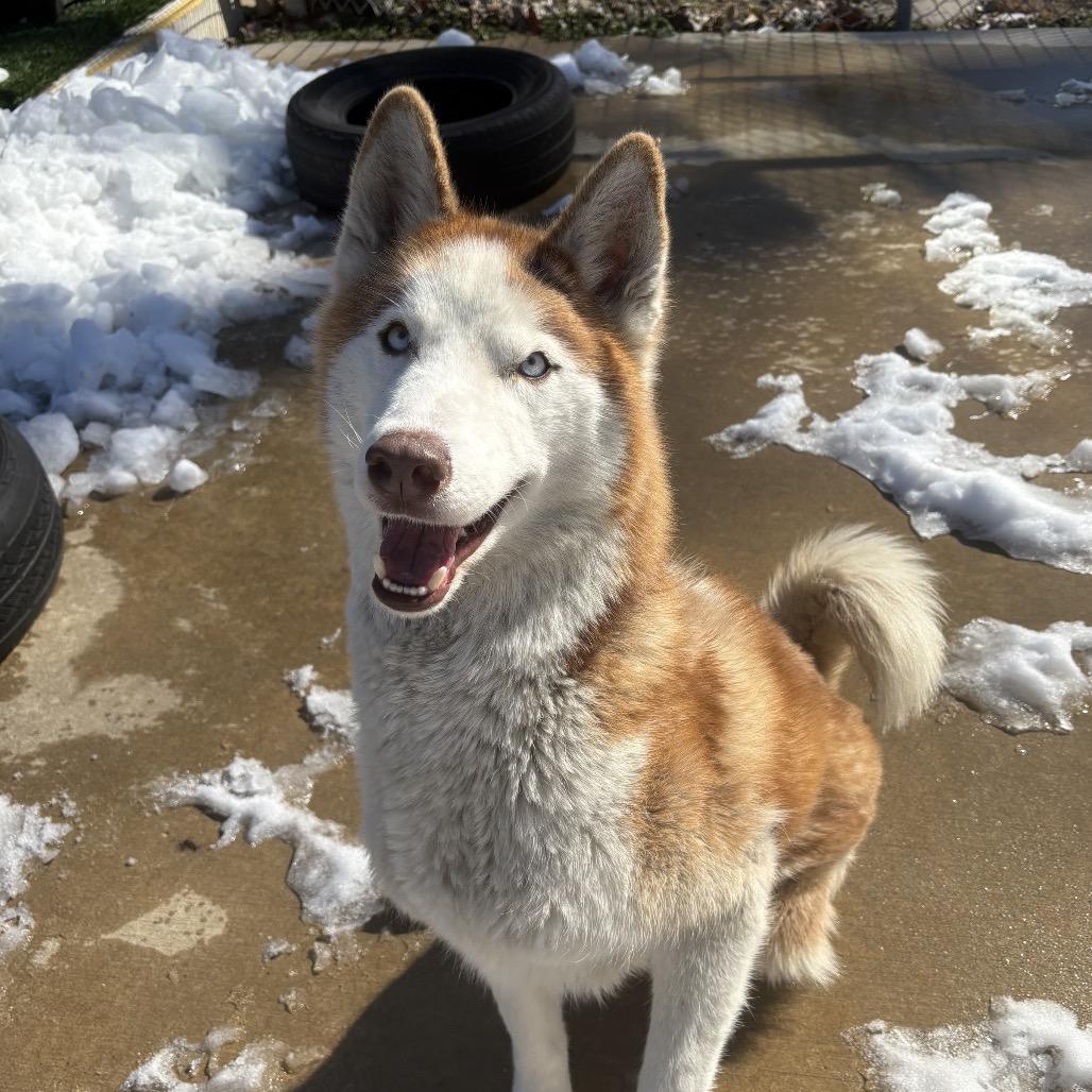 Enlarge Duke, a Adoptable Husky in Belleville, IL image 2/6