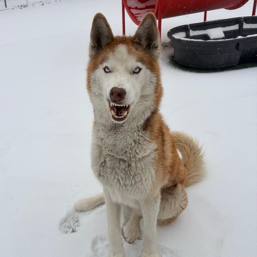 Enlarge Duke, a Adoptable Husky in Belleville, IL image 3/6