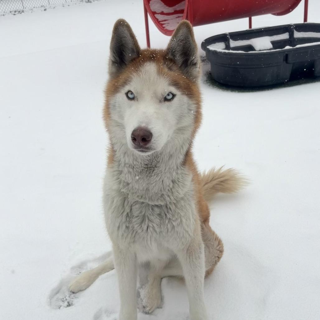 Enlarge Duke, a Adoptable Husky in Belleville, IL image 4/6