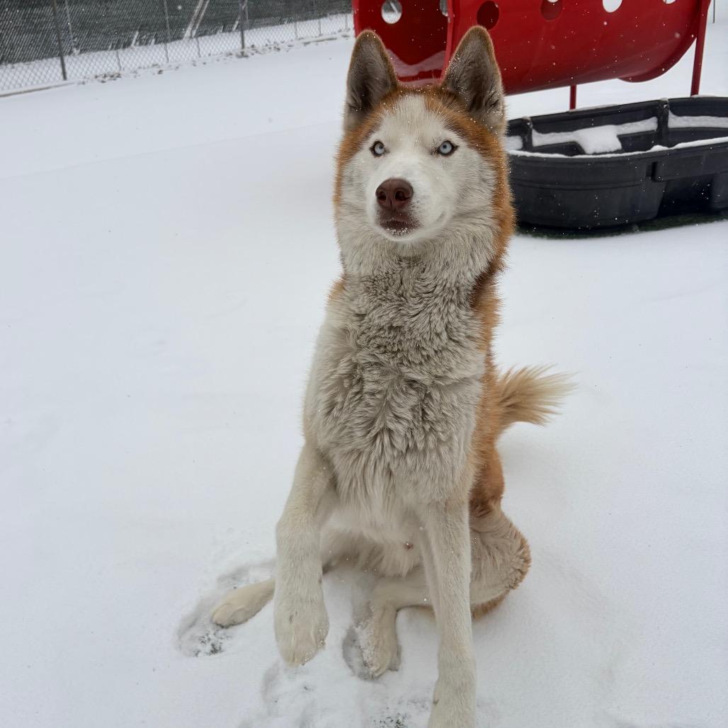 Enlarge Duke, a Adoptable Husky in Belleville, IL image 5/6
