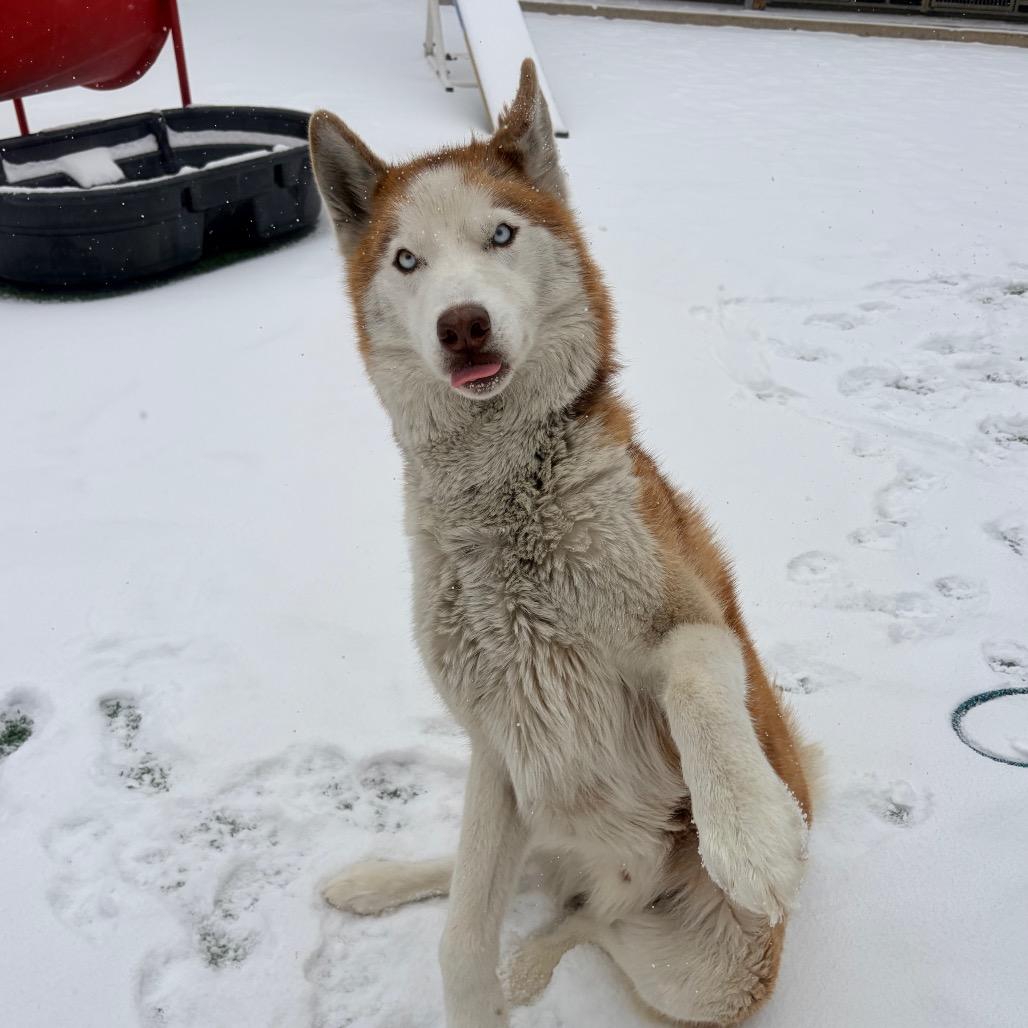 Enlarge Duke, a Adoptable Husky in Belleville, IL image 6/6
