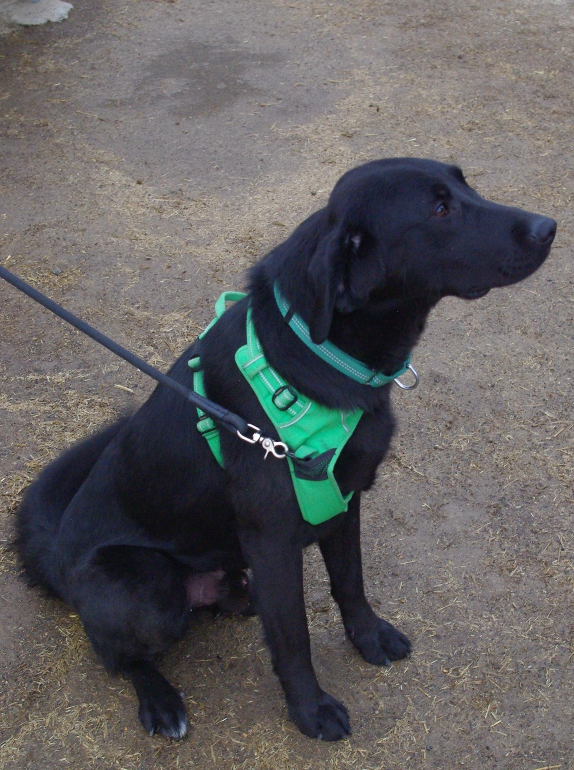 Sawyer, Adopted, Young Male Labrador Retriever.