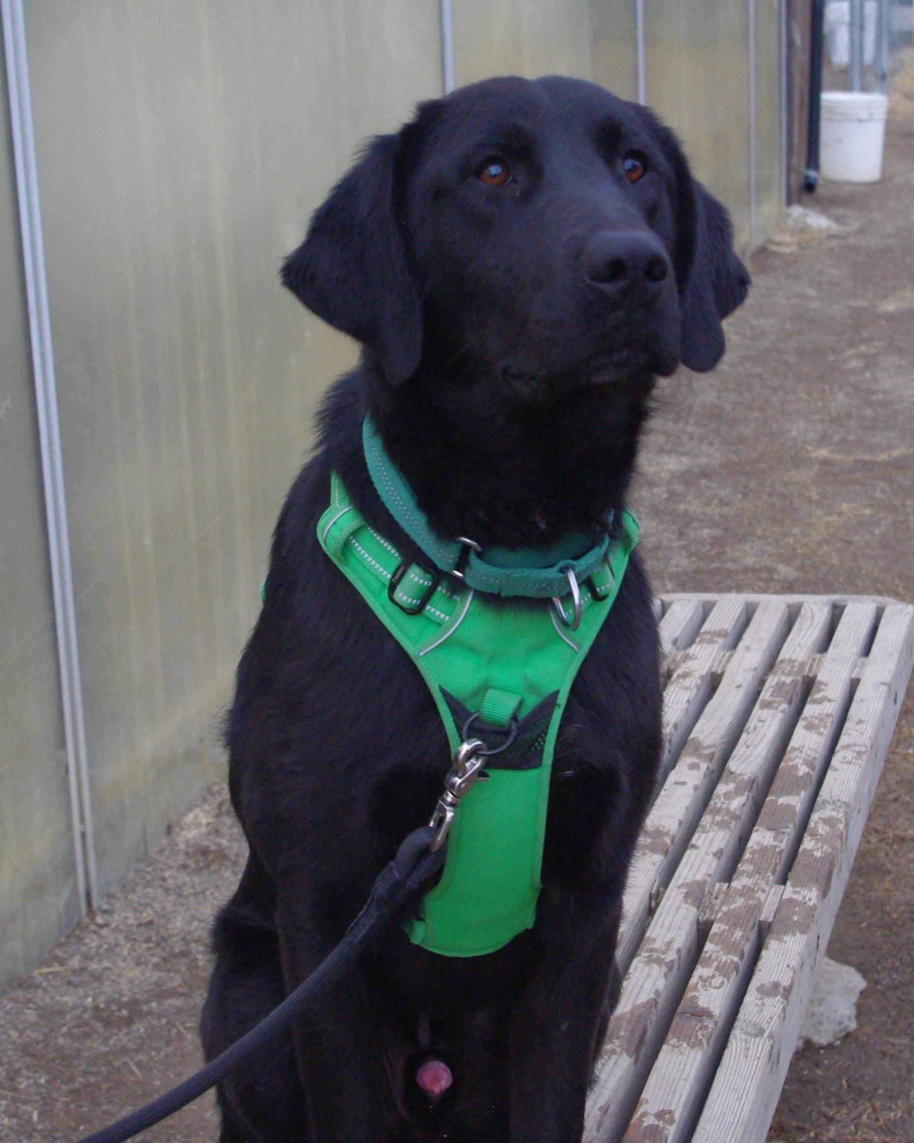 Sawyer, a Adopted Labrador Retriever in Baker City, OR image 2/5