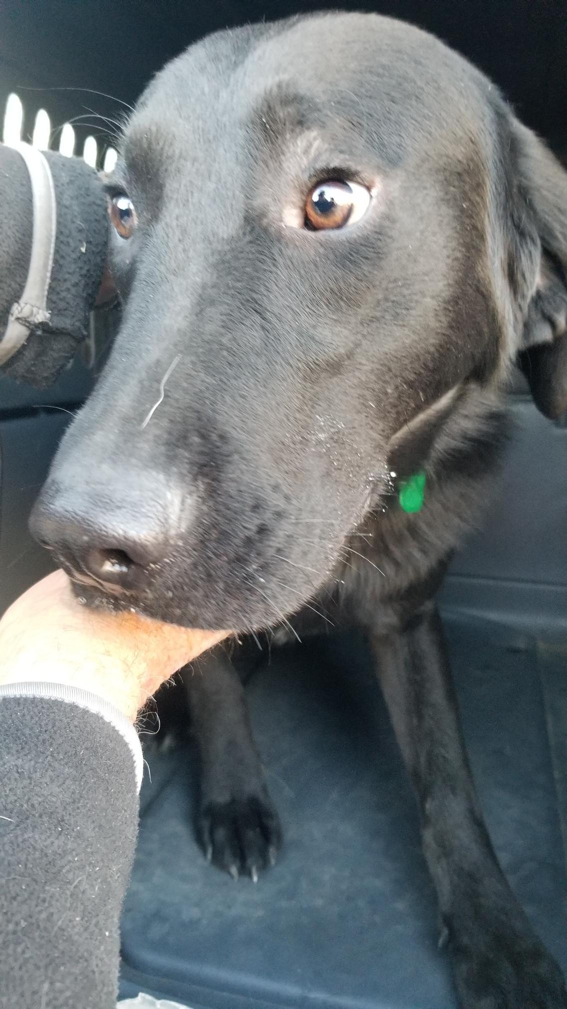 Sawyer, a Adopted Labrador Retriever in Baker City, OR image 5/5