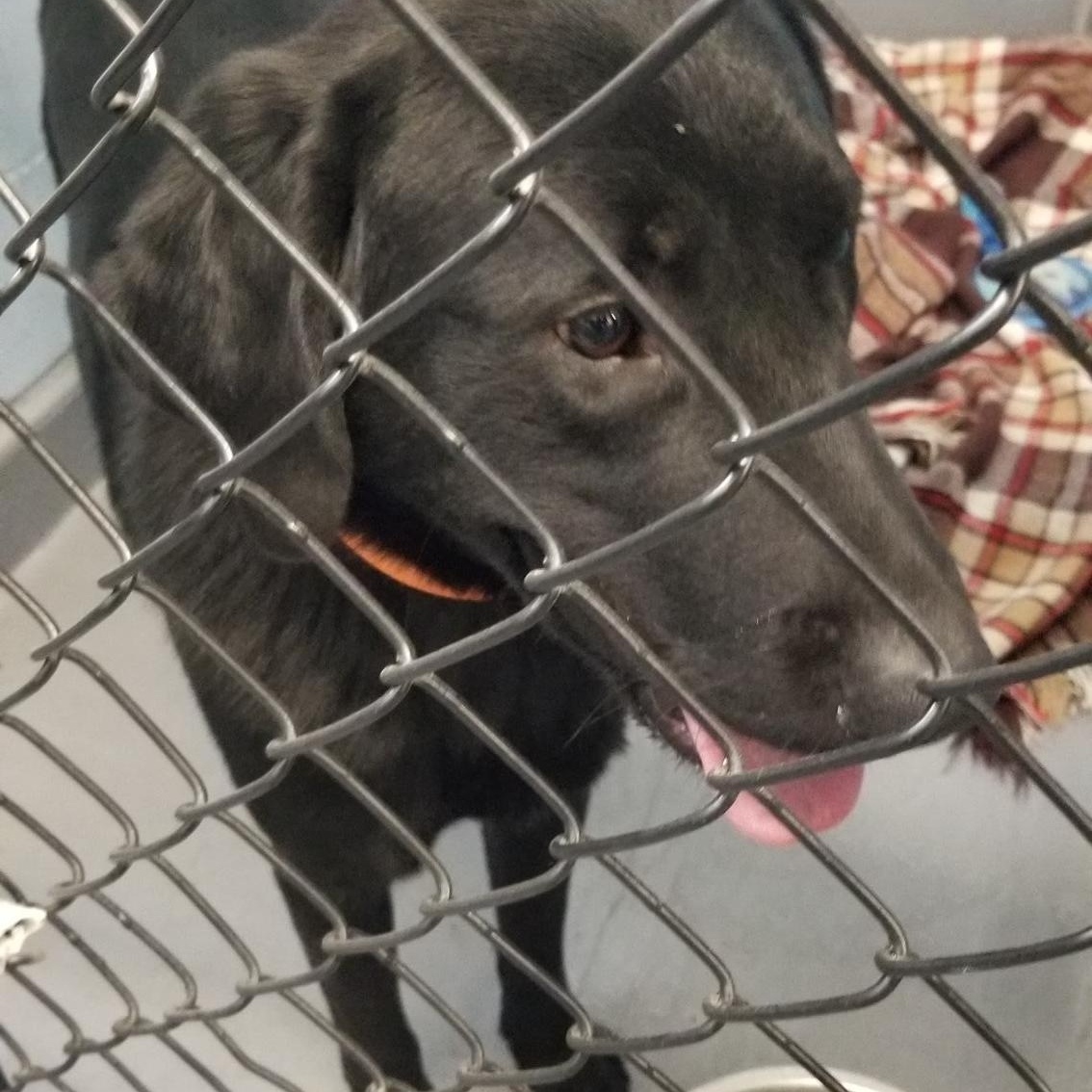 Sawyer, a Adopted Labrador Retriever in Baker City, OR image 3/5