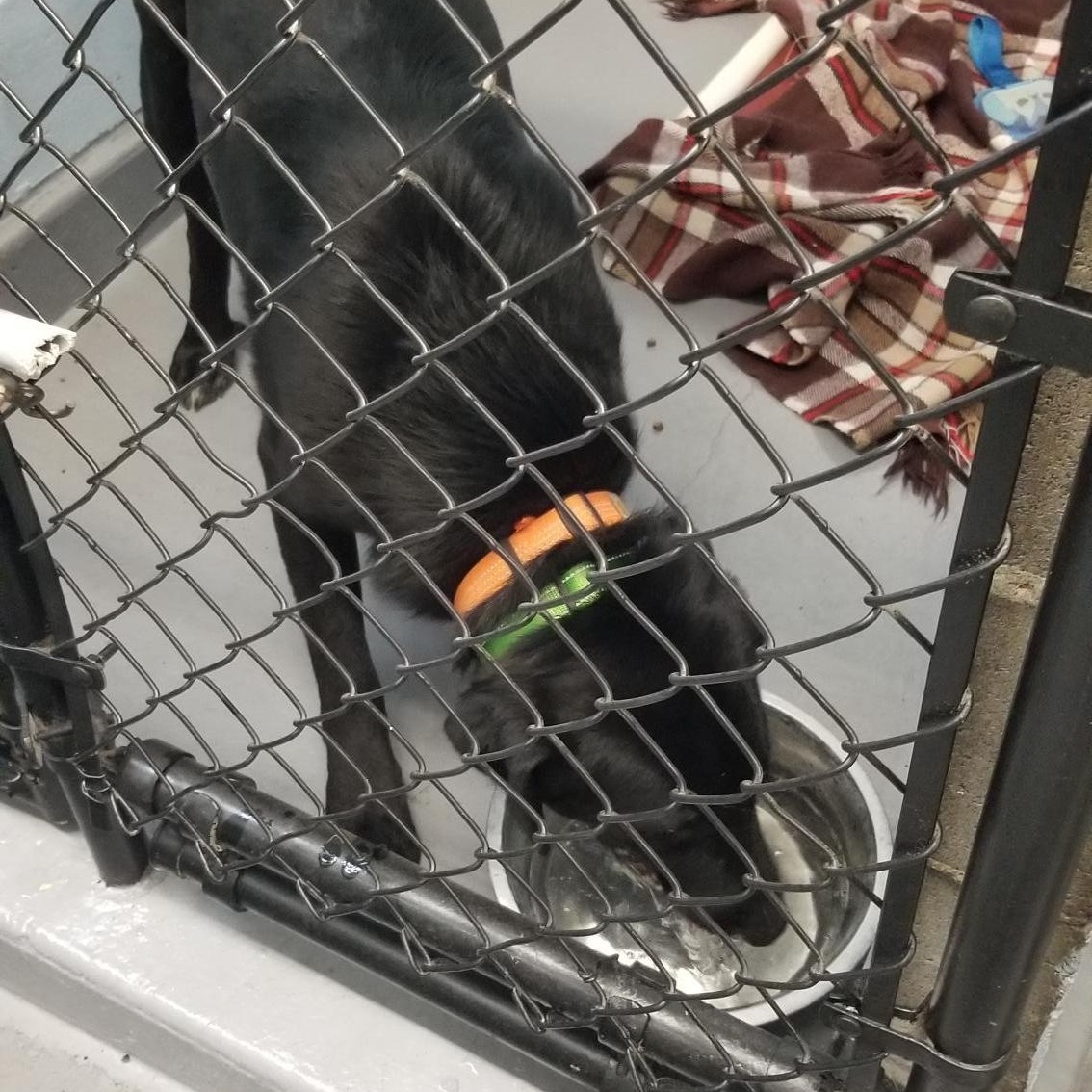 Sawyer, a Adopted Labrador Retriever in Baker City, OR image 4/5