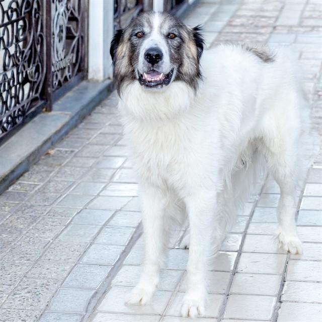 LEO, Adoptable, Adult Male Great Pyrenees & Mixed Breed.