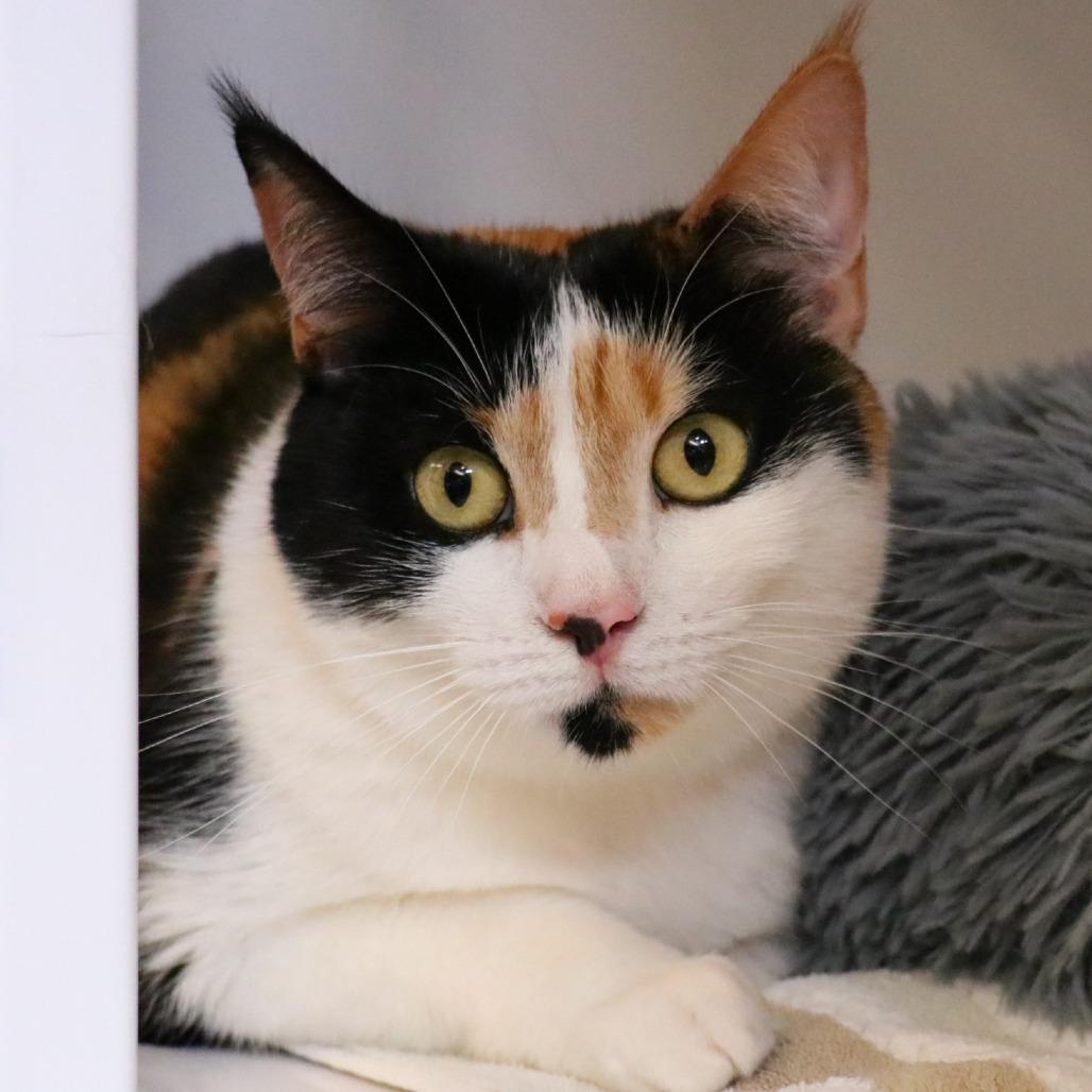 Sophia, Adoptable, Adult Female Domestic Short Hair.